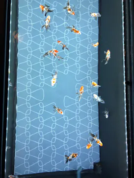 すみだ水族館に投稿された画像（2020/10/3）