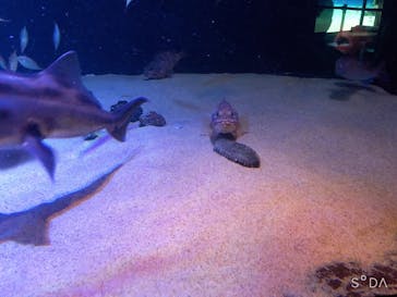 サンシャイン水族館に投稿された画像（2020/10/3）