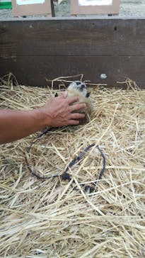 しろとり動物園に投稿された画像（2020/10/3）