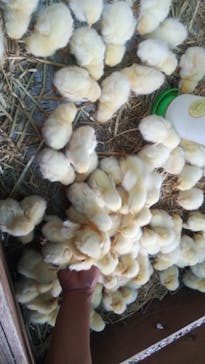 しろとり動物園に投稿された画像（2020/10/3）