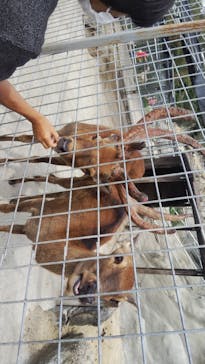 しろとり動物園に投稿された画像（2020/10/3）