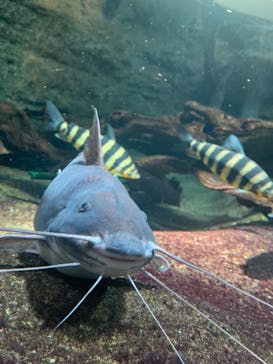 サンシャイン水族館に投稿された画像（2020/10/3）