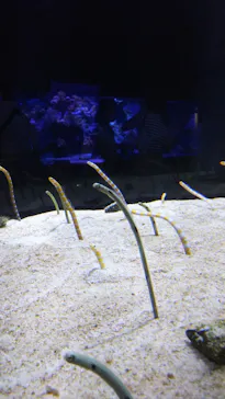 すみだ水族館に投稿された画像（2020/10/3）