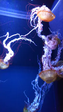 すみだ水族館に投稿された画像（2020/10/3）