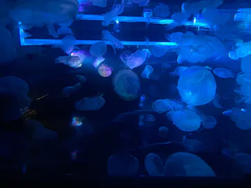 すみだ水族館に投稿された画像（2020/10/3）