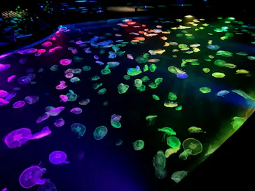 すみだ水族館に投稿された画像（2020/10/3）