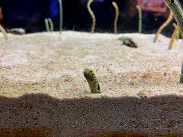 すみだ水族館に投稿された画像（2020/10/3）