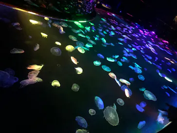 すみだ水族館に投稿された画像（2020/10/3）