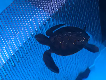 すみだ水族館に投稿された画像（2020/10/3）