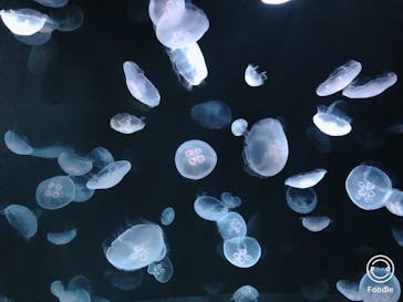 サンシャイン水族館に投稿された画像（2020/10/3）