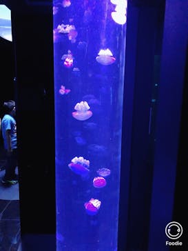 サンシャイン水族館に投稿された画像（2020/10/3）