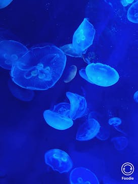 サンシャイン水族館に投稿された画像（2020/10/3）