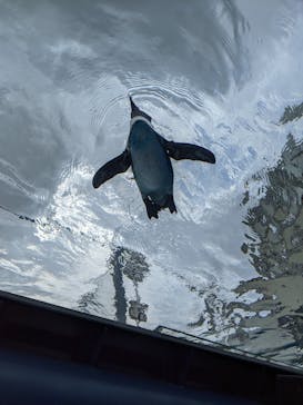 サンシャイン水族館に投稿された画像（2020/10/3）