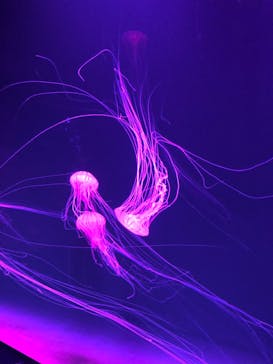 サンシャイン水族館に投稿された画像（2020/10/3）