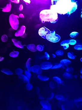 サンシャイン水族館に投稿された画像（2020/10/3）