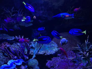 サンシャイン水族館に投稿された画像（2020/10/3）