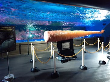 サンシャイン水族館に投稿された画像（2020/10/3）