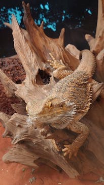 天王寺動物園に投稿された画像（2020/10/3）