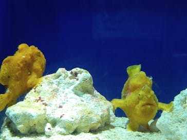 サンシャイン水族館に投稿された画像（2020/10/3）