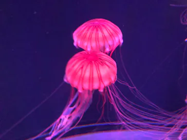 すみだ水族館に投稿された画像（2020/10/4）