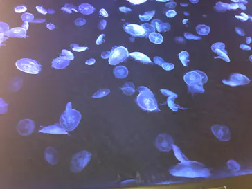 すみだ水族館に投稿された画像（2020/10/4）