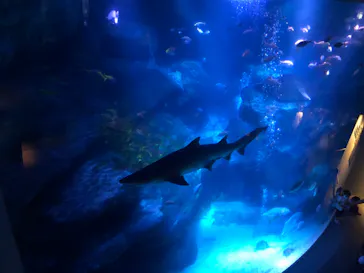 すみだ水族館に投稿された画像（2020/10/4）