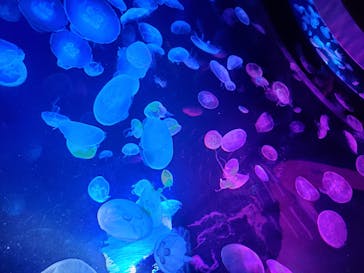 サンシャイン水族館に投稿された画像（2020/10/4）