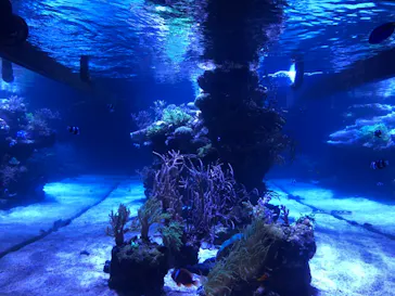 すみだ水族館に投稿された画像（2020/10/4）
