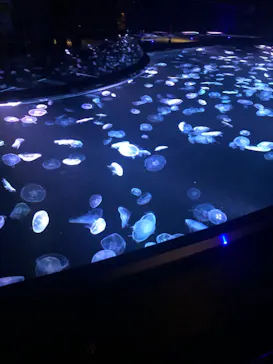 すみだ水族館に投稿された画像（2020/10/4）