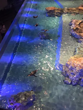 すみだ水族館に投稿された画像（2020/10/4）