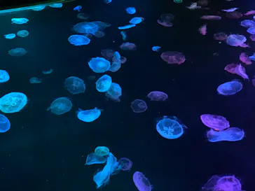 すみだ水族館に投稿された画像（2020/10/4）