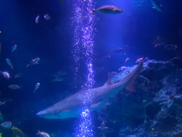 すみだ水族館に投稿された画像（2020/10/4）