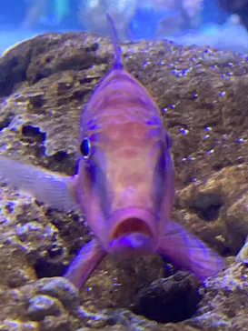 すみだ水族館に投稿された画像（2020/10/4）