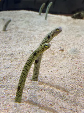 すみだ水族館に投稿された画像（2020/10/4）