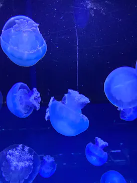 すみだ水族館に投稿された画像（2020/10/4）