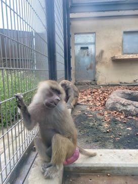 東武動物公園に投稿された画像（2020/10/4）
