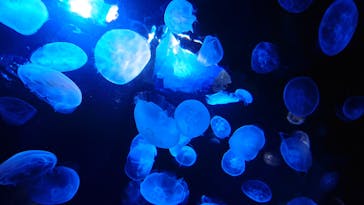 サンシャイン水族館に投稿された画像（2020/10/4）