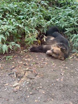 サホロリゾート　ベア･マウンテンに投稿された画像（2020/10/4）