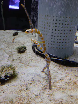 すみだ水族館に投稿された画像（2020/10/4）