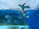 サンシャイン水族館に投稿された画像（2020/10/4）