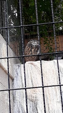 天王寺動物園に投稿された画像（2020/10/4）