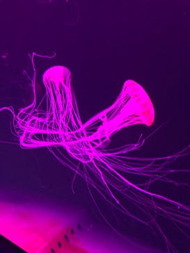 サンシャイン水族館に投稿された画像（2020/10/4）