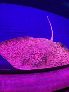 サンシャイン水族館に投稿された画像（2020/10/4）