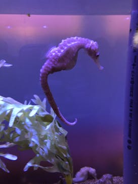 ゼロ距離水族館 伊勢シーパラダイスに投稿された画像（2020/10/4）