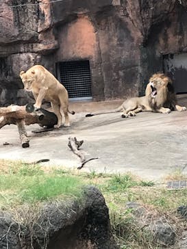 天王寺動物園に投稿された画像（2020/10/4）