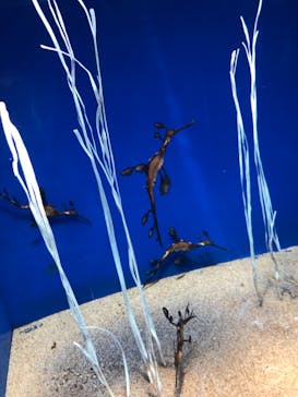 サンシャイン水族館に投稿された画像（2020/10/4）