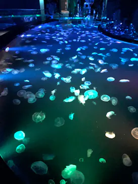 すみだ水族館に投稿された画像（2020/10/4）