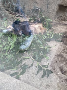 天王寺動物園に投稿された画像（2020/10/4）