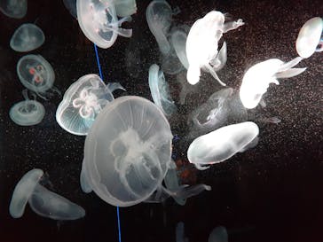 京都水族館に投稿された画像（2020/10/4）