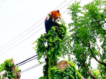 天王寺動物園に投稿された画像（2020/10/4）